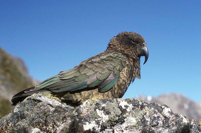WT 0200 040-11 New Zealand a Kea.jpg